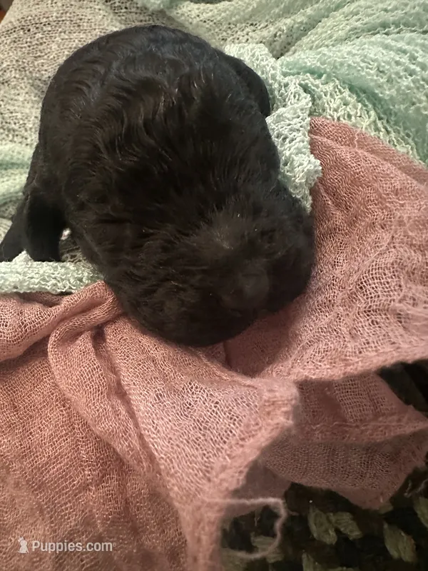 Clyde – Poodle - Standard  puppy for sale in Dutton, AL