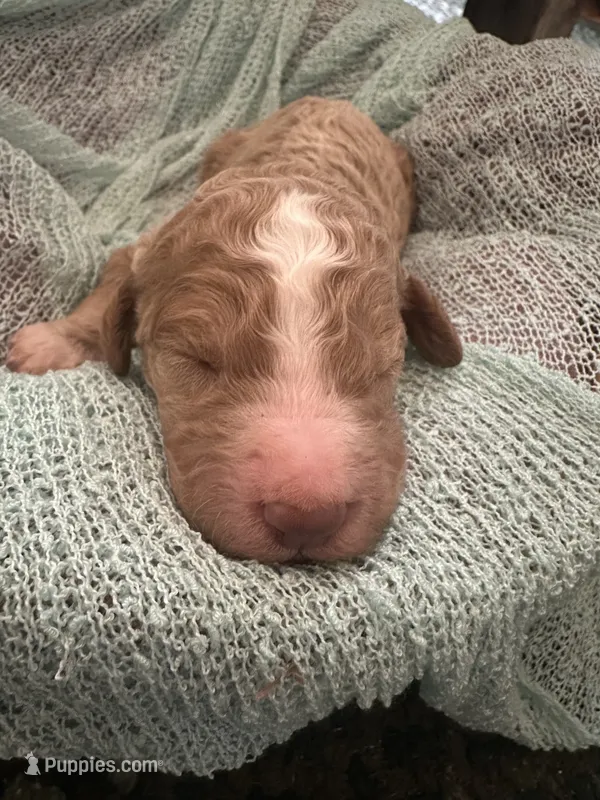 Louis – Poodle - Standard  puppy for sale in Dutton, AL