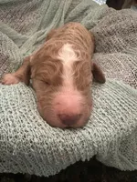 Louis, a male Poodle - Standard  for sale in Dutton, AL – 1 of 4