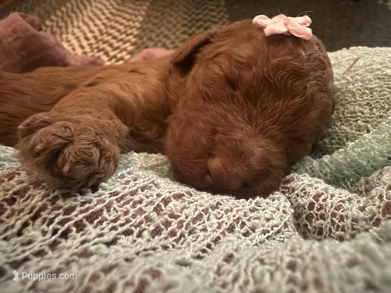 Lucy – Poodle - Standard  puppy for sale in Dutton, AL