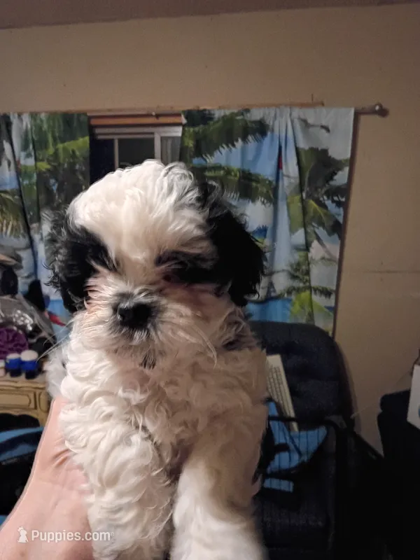 Moose – Cockapoo, Shih Tzu puppy for sale in Farwell, MI