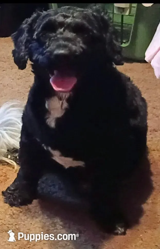 Charlie Brown , a male Cockapoo and Shih Tzu for sale in Farwell, MI – 5 of 6