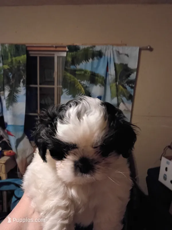 Milo – Cockapoo, Shih Tzu puppy for sale in Farwell, MI
