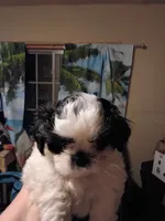 Milo, a male Cockapoo and Shih Tzu for sale in Farwell, MI – 1 of 4