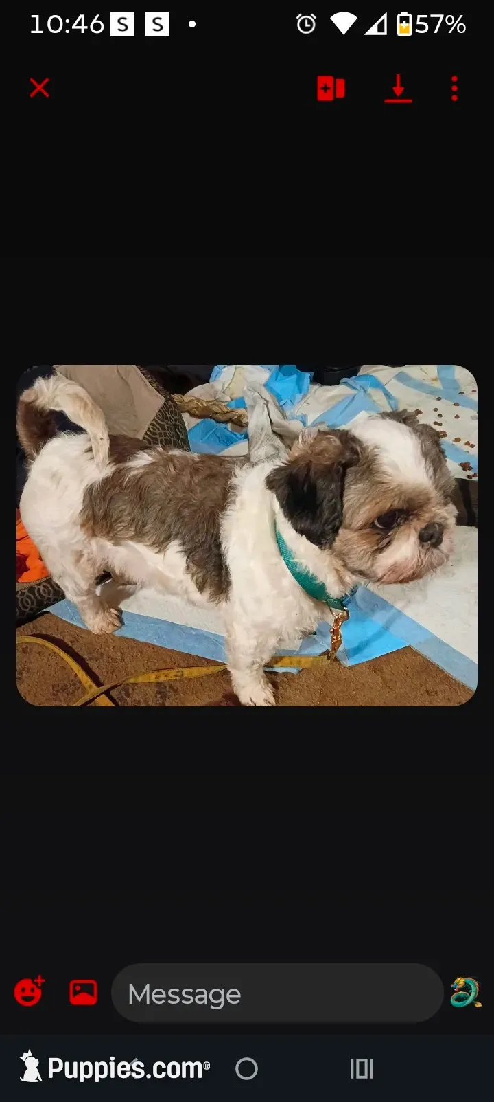 Milo, a male Cockapoo and Shih Tzu for sale in Farwell, MI – 4 of 4