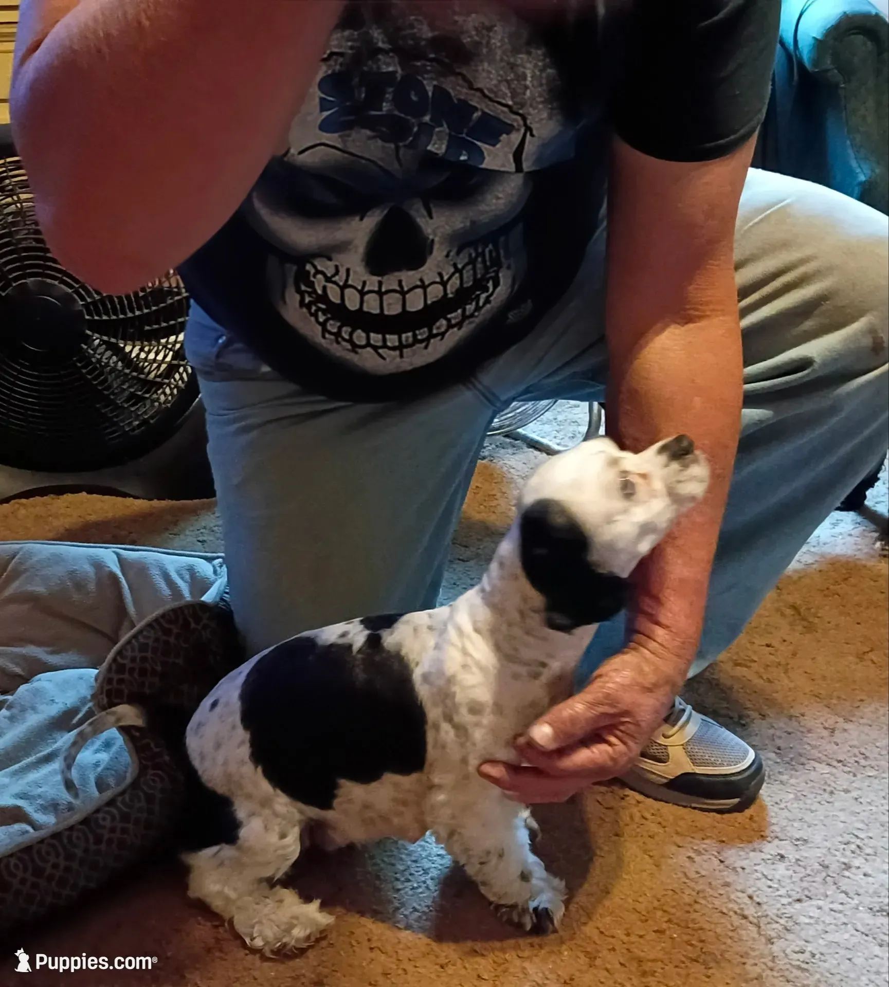 Moose, a male Cockapoo and Shih Tzu for sale in Farwell, MI – 3 of 4