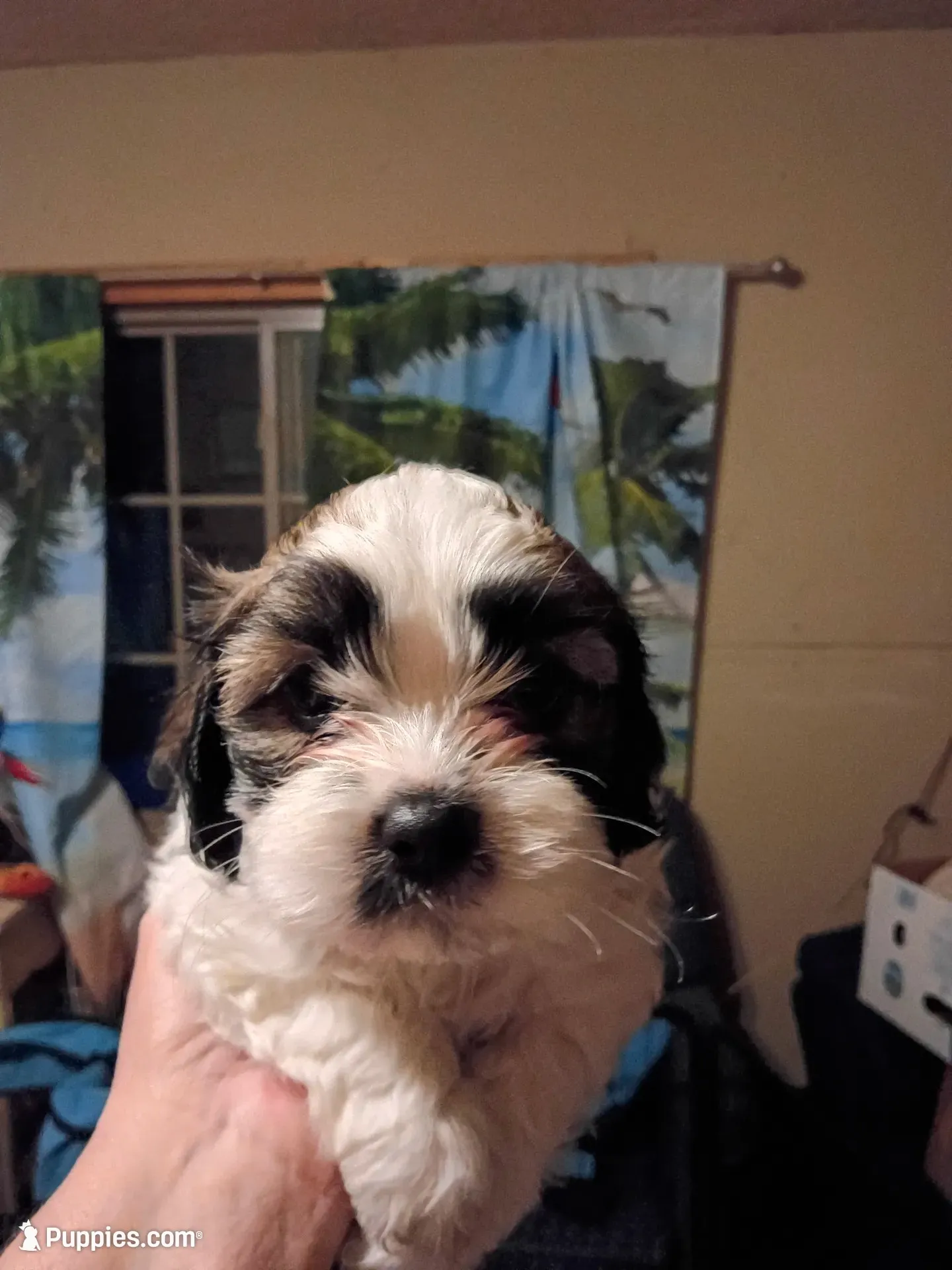 Charlie Brown , a male Cockapoo and Shih Tzu for sale in Farwell, MI – 4 of 6