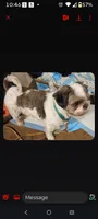 Twinkie, a female Cockapoo and Shih Tzu for sale in Farwell, MI – 4 of 4