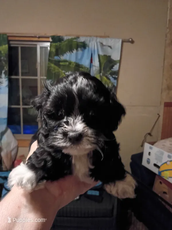 Trinket – Cockapoo, Shih Tzu puppy for sale in Farwell, MI
