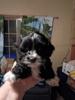 Trinket, a female Cockapoo and Shih Tzu for sale in Farwell, MI – 1 of 4