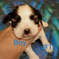 Charlie Brown , a male Shih Tzu for sale in Farwell, MI – 1 of 3