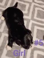 Trinket, a female Cockapoo and Shih Tzu for sale in Farwell, MI – 2 of 4
