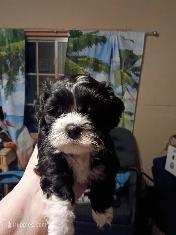Twinkie – Shih Tzu puppy for sale in Farwell, MI