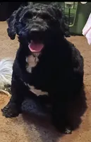 Trinket, a female Cockapoo and Shih Tzu for sale in Farwell, MI – 3 of 4