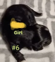 Twinkie, a female Cockapoo and Shih Tzu for sale in Farwell, MI – 2 of 4