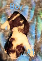 Charlie Brown , a male Shih Tzu for sale in Farwell, MI – 2 of 3