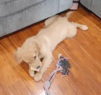 Lilly, a female Golden Retriever for sale in Warner Robins, GA – Photo 2 of 2