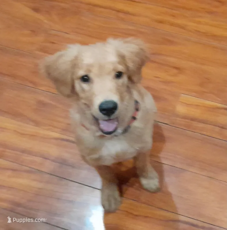 Lilly – Golden Retriever puppy for sale in Warner Robins, GA