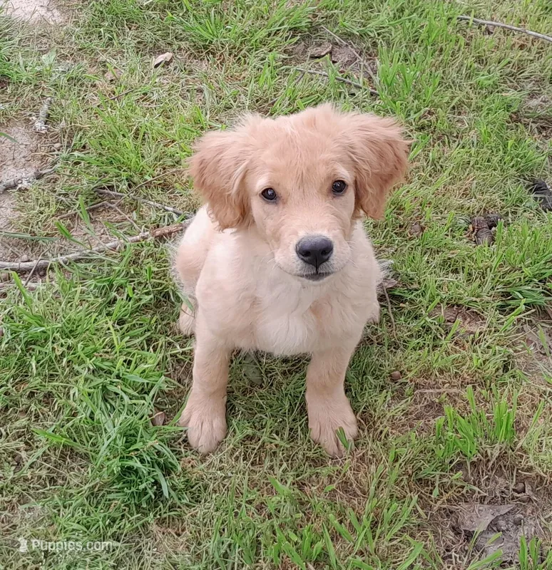 Lilly – Golden Retriever puppy for sale in Warner Robins, GA