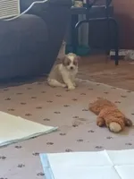 Boss, a male Poodle - Toy  for sale in Augusta, GA – Photo 2 of 5