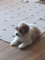 Boss, a male Poodle - Toy  for sale in Augusta, GA – Photo 3 of 5