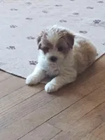 Boss, a male Poodle - Toy  for sale in Augusta, GA – Photo 4 of 5