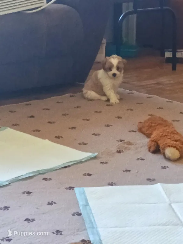 Boss – Poodle - Toy  puppy for sale in Augusta, GA