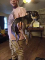 STinky, a male Chihuahua for sale in Augusta, GA – Photo 1 of 3