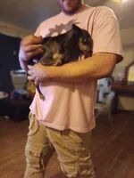 STinky, a male Chihuahua for sale in Augusta, GA – Photo 3 of 3