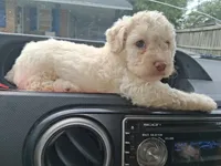 Snowbunny, a female Labradoodle and Poodle - Miniature  for sale in Augusta, GA – 7 of 7
