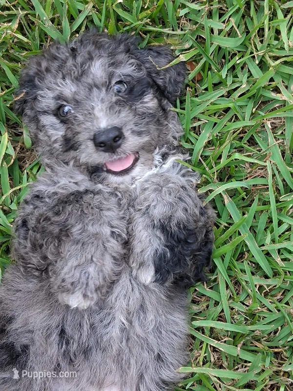 Sweetness – Labradoodle, Poodle - Miniature  puppy for sale in Augusta, GA