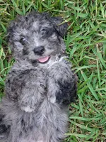 Sweetness, a male Labradoodle and Poodle - Miniature  for sale in Augusta, GA – 1 of 3