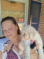 Lambchop in fm form. Rare, a female Labradoodle for sale in Augusta, GA – 10 of 10