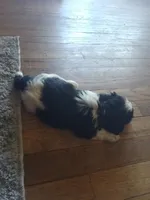 Bobo, a male Poodle - Toy  for sale in Augusta, GA – Photo 8 of 10