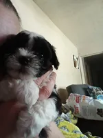 Bobo, a male Poodle - Toy  for sale in Augusta, GA – Photo 6 of 10