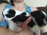 Bobo, a male Poodle - Toy  for sale in Augusta, GA – Photo 7 of 10