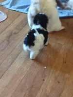 Bon bon, a male Poodle - Toy  for sale in Augusta, GA – Photo 9 of 10