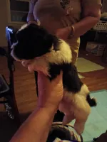 Bon bon, a male Poodle - Toy  for sale in Augusta, GA – Photo 10 of 10