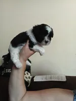 Bobo, a male Poodle - Toy  for sale in Augusta, GA – Photo 5 of 10