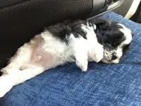 Bobo, a male Poodle - Toy  for sale in Augusta, GA – Photo 9 of 10