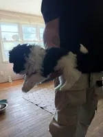 Bobo, a male Poodle - Toy  for sale in Augusta, GA – Photo 4 of 10