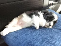 Bobo, a male Poodle - Toy  for sale in Augusta, GA – Photo 10 of 10