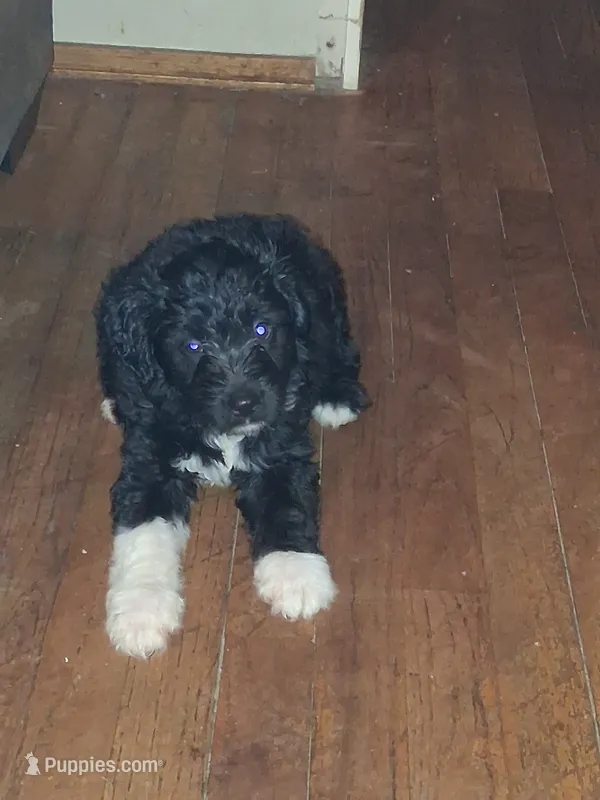 Boots – Labradoodle puppy for sale in Augusta, GA