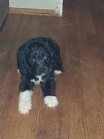 Boots, a male Labradoodle for sale in Augusta, GA – 1 of 6