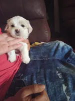 Snowball, a male Poodle - Toy  for sale in Augusta, GA – Photo 6 of 10