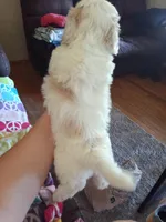 Snowball, a male Poodle - Toy  for sale in Augusta, GA – Photo 10 of 10