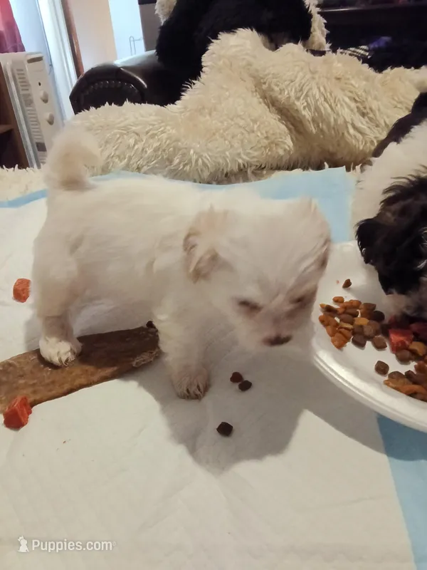 Snowball – Poodle - Toy  puppy for sale in Augusta, GA