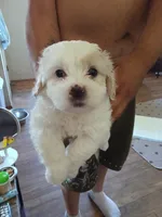 Snowball, a male Poodle - Toy  for sale in Augusta, GA – Photo 7 of 10