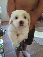 Snowball, a male Poodle - Toy  for sale in Augusta, GA – Photo 8 of 10