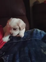 Snowball, a male Poodle - Toy  for sale in Augusta, GA – Photo 4 of 10